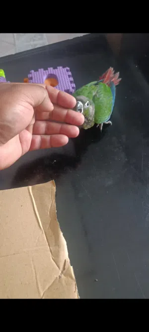 green chick baby self feed