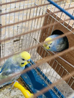 كوبية رينبو