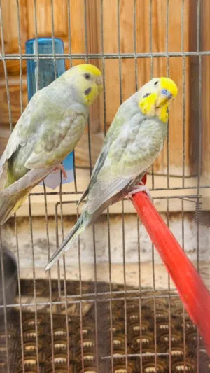 كوبية رينبو