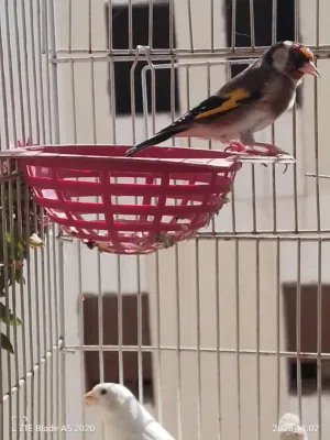 للبيع طائر الحسون الأوروبي (بارفا صحراوي أصلي) طائر مميز ونادر من نوع البارفا الصحراوي، بصحة