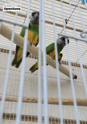 ببغاء سنغالي