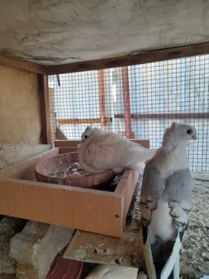 جوز حب الرمان