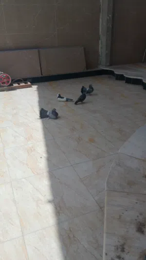 ثلاث حمام هنادي نفاخي واحد فحل للبيع