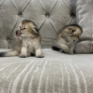 الوصف مهم جدا و المبلغ قابل للتفاوض للجادين صور الاهالي Scottish Fold Triple Fold Golden Longhair