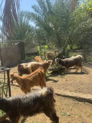 أغنام للبيع أمورهن طيبه  خاليات من الأمراض  البيعه بالجمله أو بلعدد