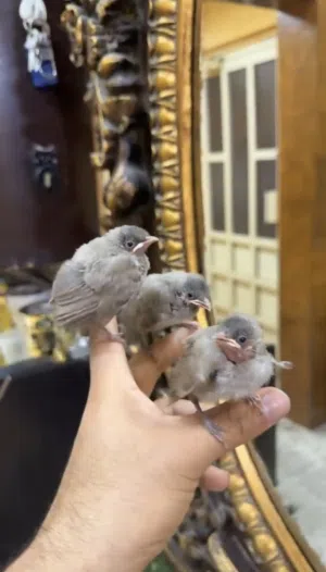 بلابيل بحريني اصلي