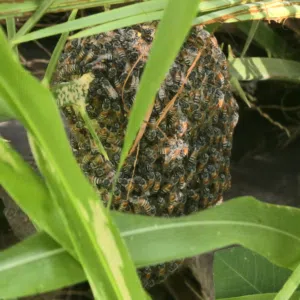 خلية نحل (نفته) مع النحل (بو طويق)