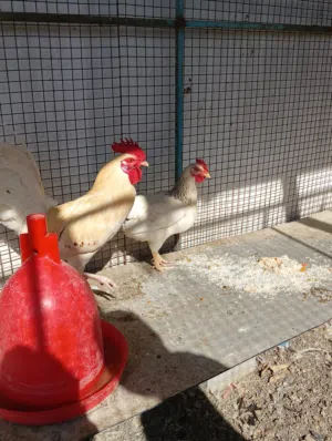 زوج دجاج بياض فرنسي