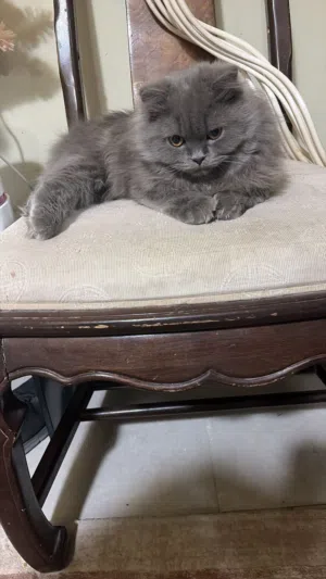 قط للتبني ..