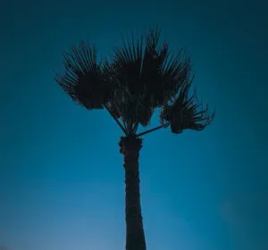 smsm 