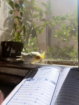 ببغاء كوكتيل كروان لاتينو عين حمرة أليف جدااااا ما بعرف العض بتاتاً و نص نص هدد داخلي للبيع بدون قفص