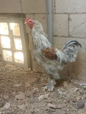 متاح جوز كوكتيل شغال نضيف