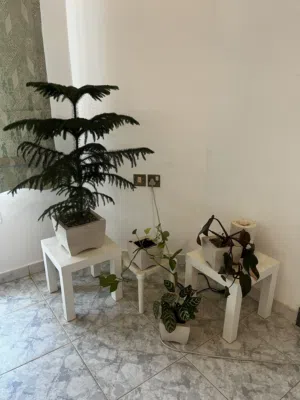 Self watering ceramic pots with plants made in Thailand, water the plant every 60 days, hassle free