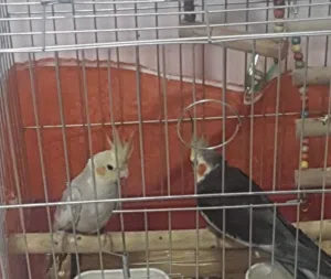 طيور ببغاء كوكتيل للبيع