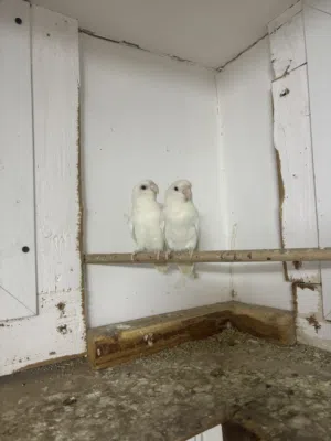 طيور روز زوج عمر ثلاث سنوات