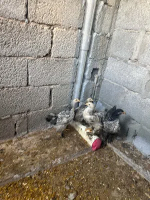 أربعة اعتاتيق براهما للبيع