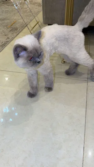 للبيع قط أنثى هادئ وتحب الاطفال