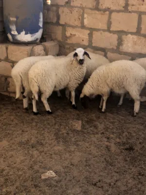 5فطايم مشالله