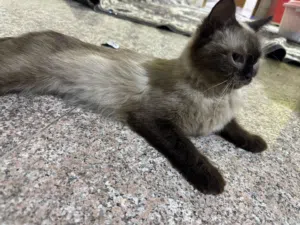 قط نثية نوع سيامي واللون مثل ما واضح الكم بالصورة