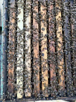 نحل للبيع في جرش