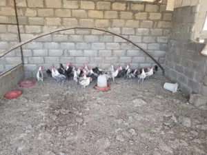 ديكه الفيومي للبيع