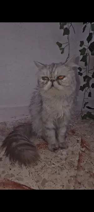 ‏شيرازي‏3