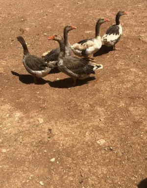 وز للبيع او للبدل على دجاج..