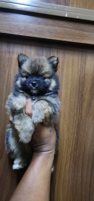 2 months old pomeranian puppies