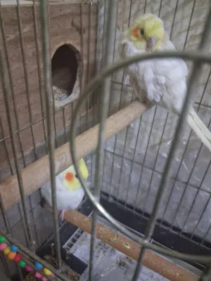 جوز.كوكتيل اصفر نزال بغيار