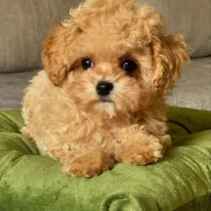 Gorgeous Male and Female teacup poodle puppies read for new home