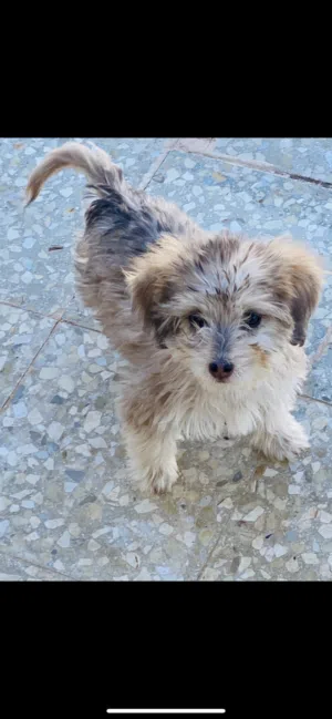 السلام عليكم عندي كلب عمر 3 شهور بصحه ممتازه