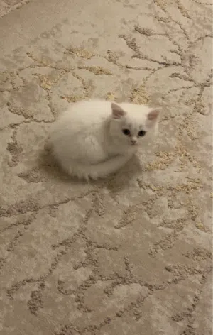 قطه قطه صغيره للبيع