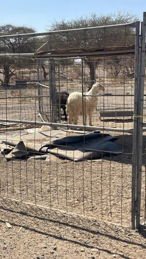 كبش راهي وسمين