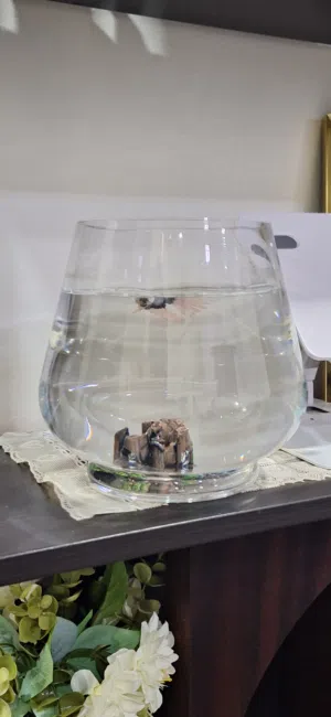 betta fish