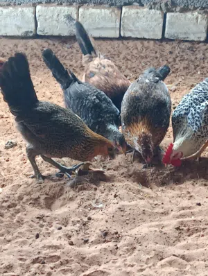 عتاتيق عربيات....