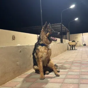 كلب جيرمن اسود