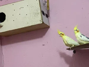 السلام عليكن كوكتيل للبيع النثيه شكريه ولفحل مسوبع طيور صحه ونضافه وتبزير السعر 65