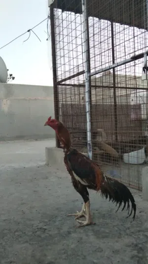 للبيع طير تركي مكس تايلندي