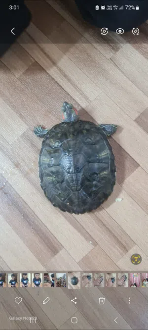 red eared turle for sale