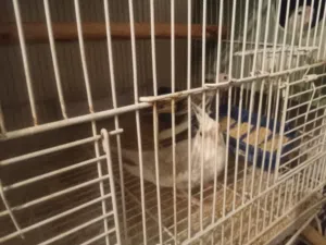 جواز كوكتيل كريمي فيس للبيع وفرخين قرين شيك زق يدوي الاسعار بالتفاصيل