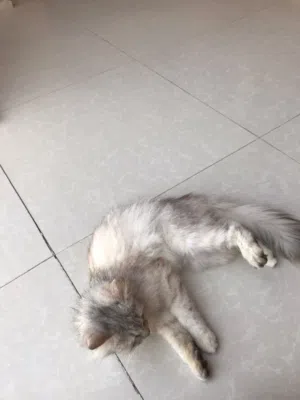 قطة للبيع بريطانية جميلة