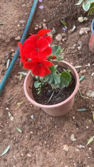 نباتات خارجية مزهرة وجميلة للزينة بنصف دينار فقط للشتلة الواحدة نباتات نباتات عمان بالقرب من سحاب