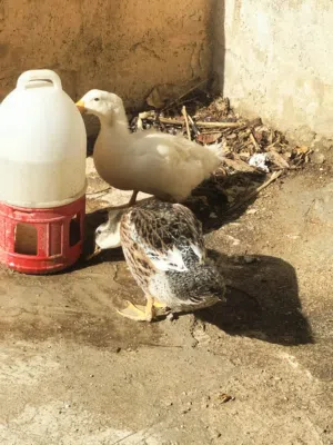 بطات عدد 2 للبيع