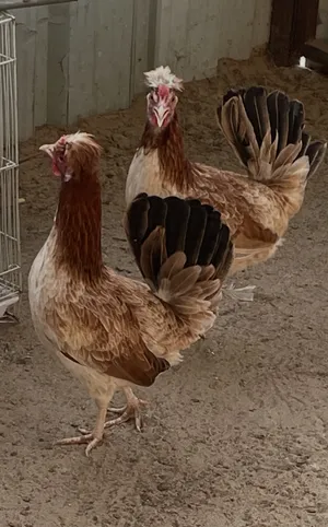 ‏دجاج‏2