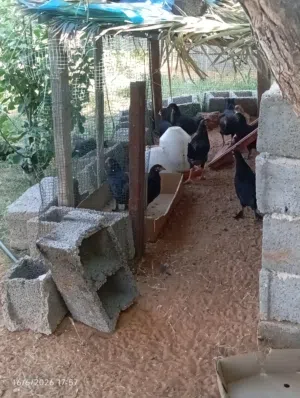 دجآج عربيـے عتآتيـےگ