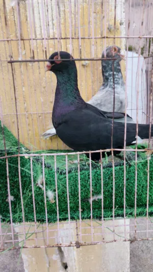 جواز حمام للبيع