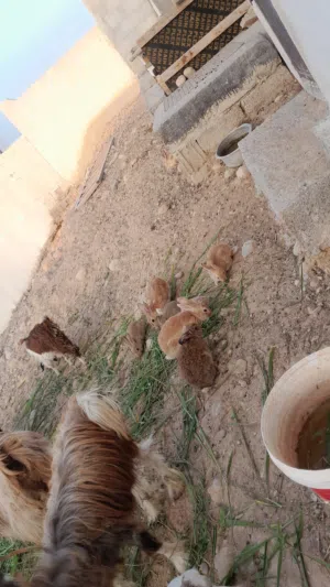 ارانب للبيع