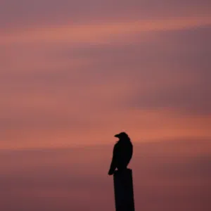 عبدالله الهنائي