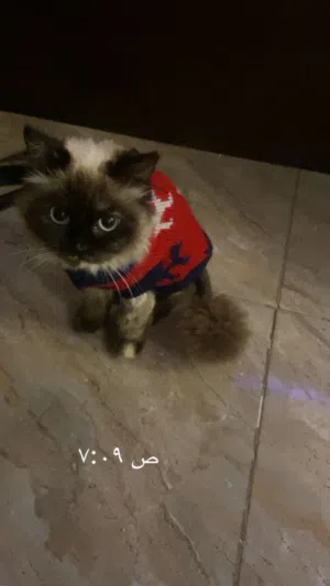 قطة هملايا شوكليت
