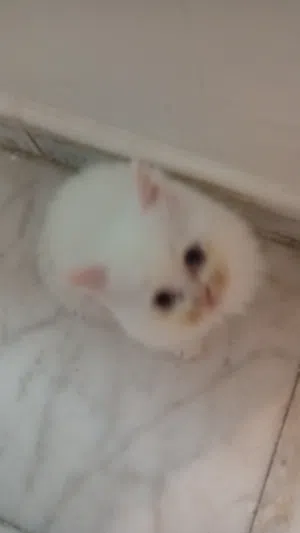 قطط kitten للبيع